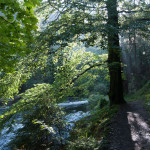 Baum im Gegenlicht